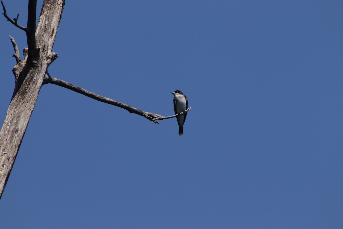 Eastern Kingbird - ML620826296