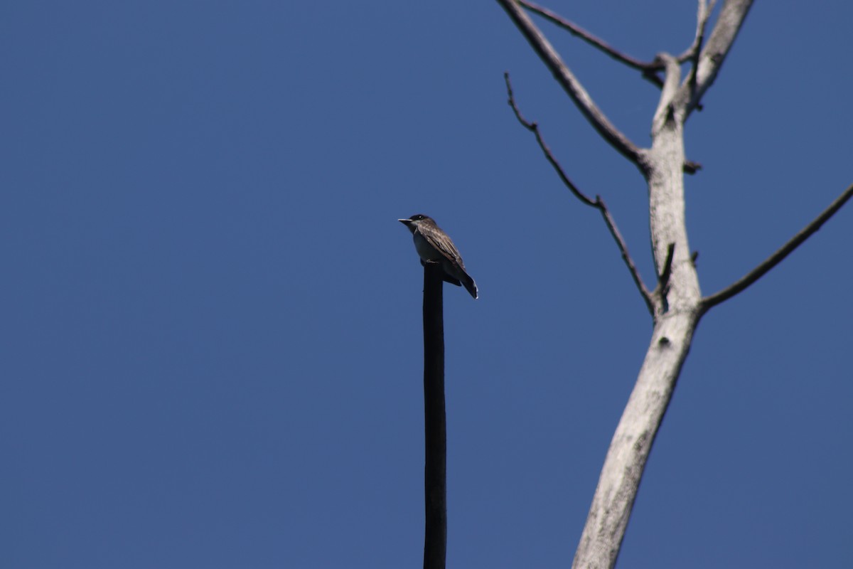 Eastern Kingbird - ML620826297