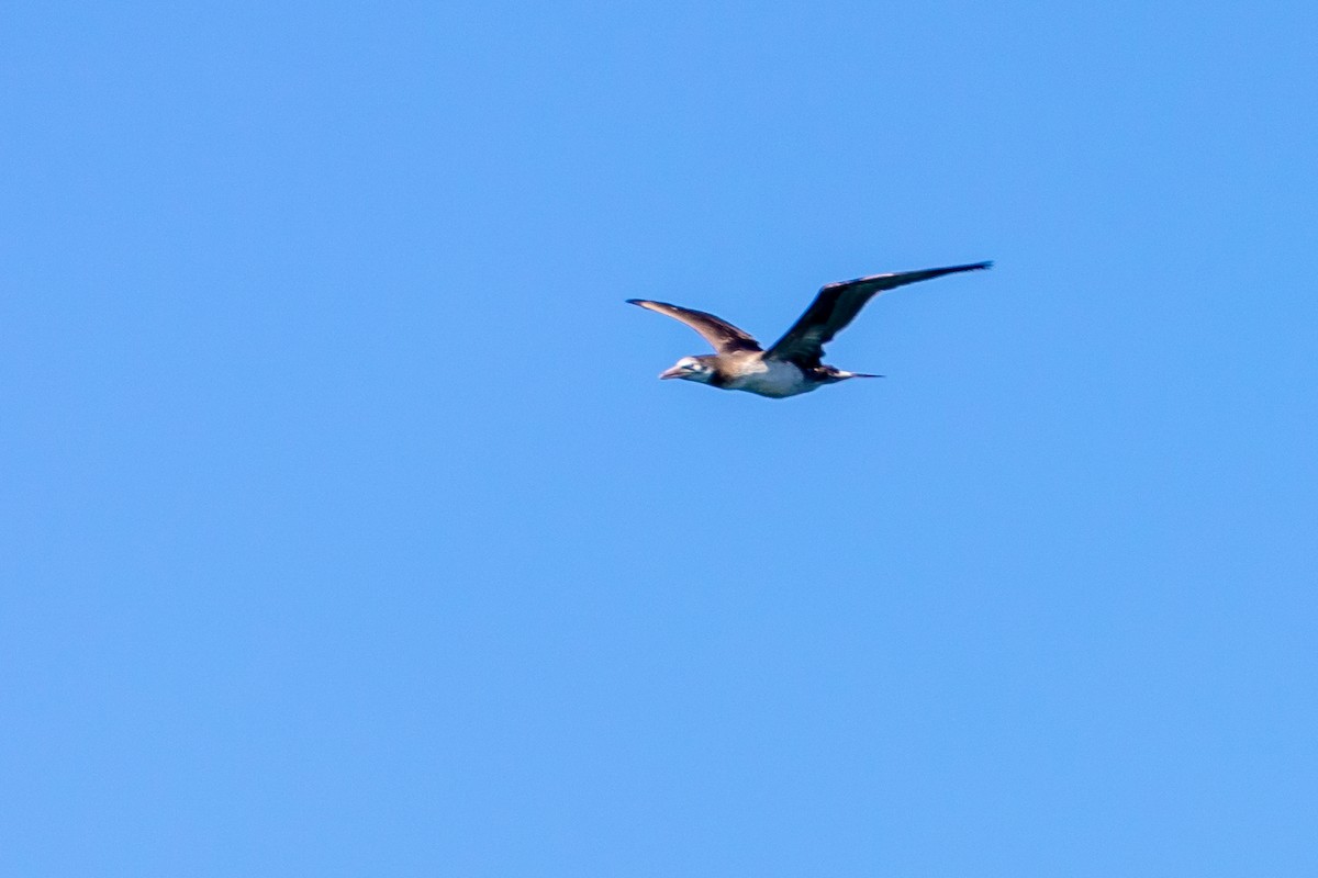 Northern Gannet - ML620826298