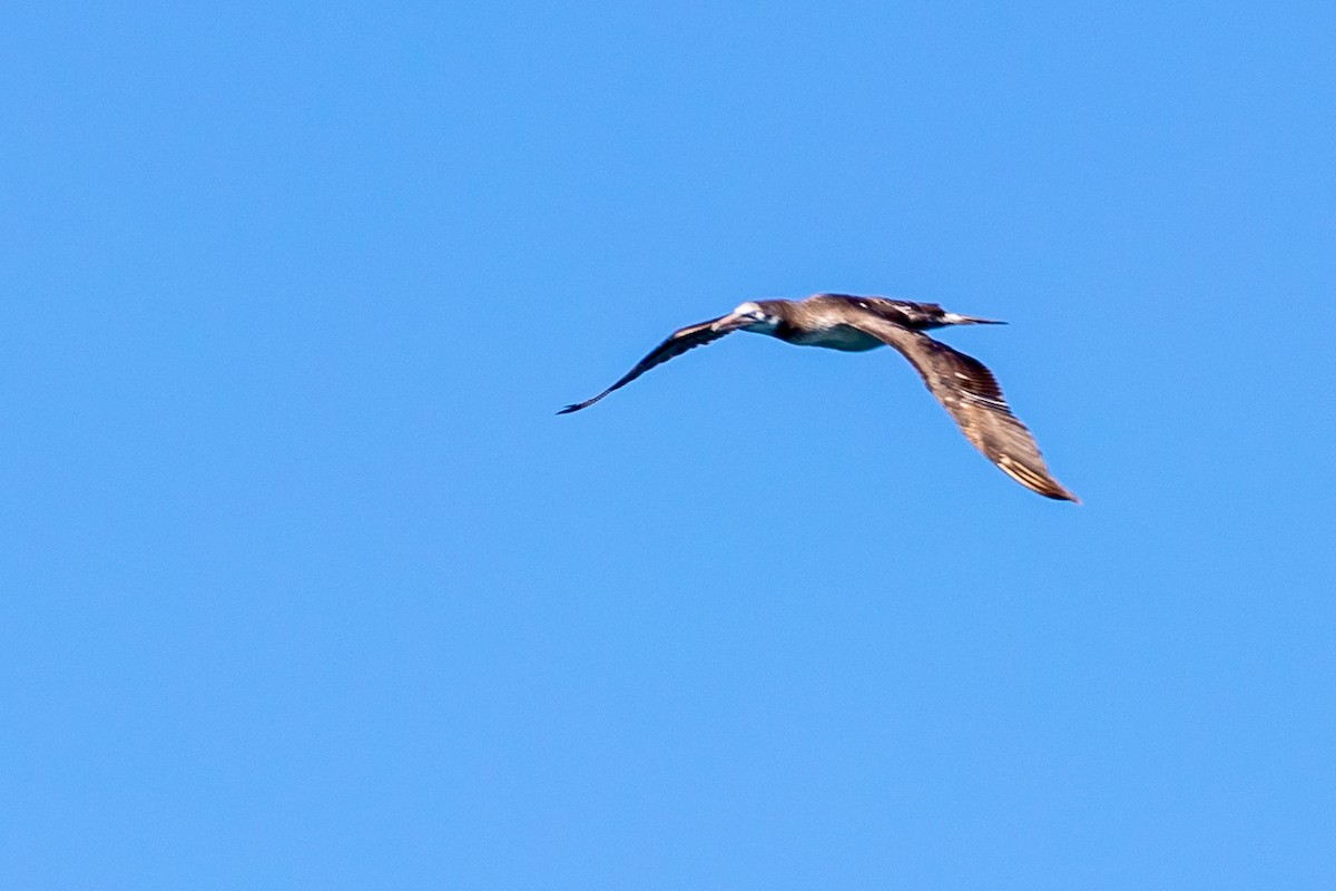 Northern Gannet - ML620826299