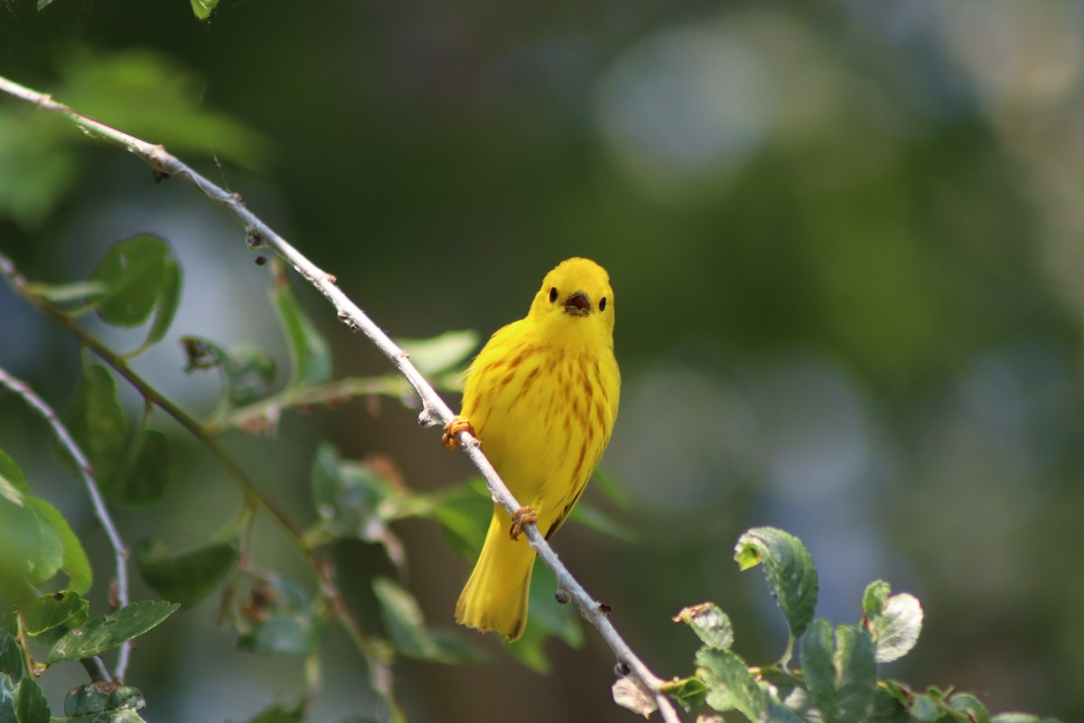 Yellow Warbler - ML620826305