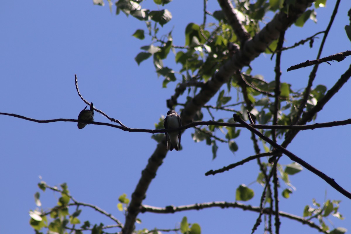 Tree Swallow - ML620826308