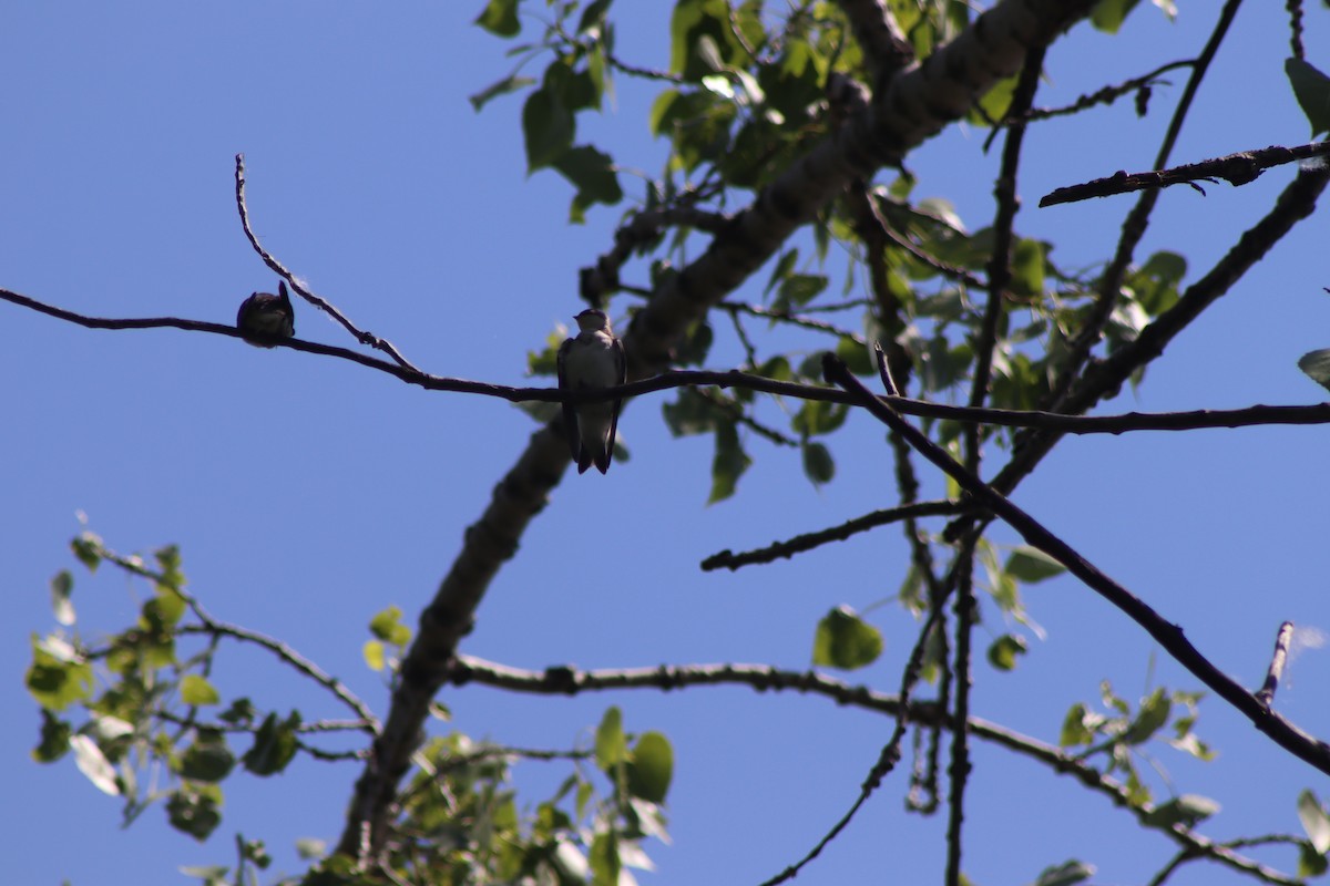 Tree Swallow - ML620826309