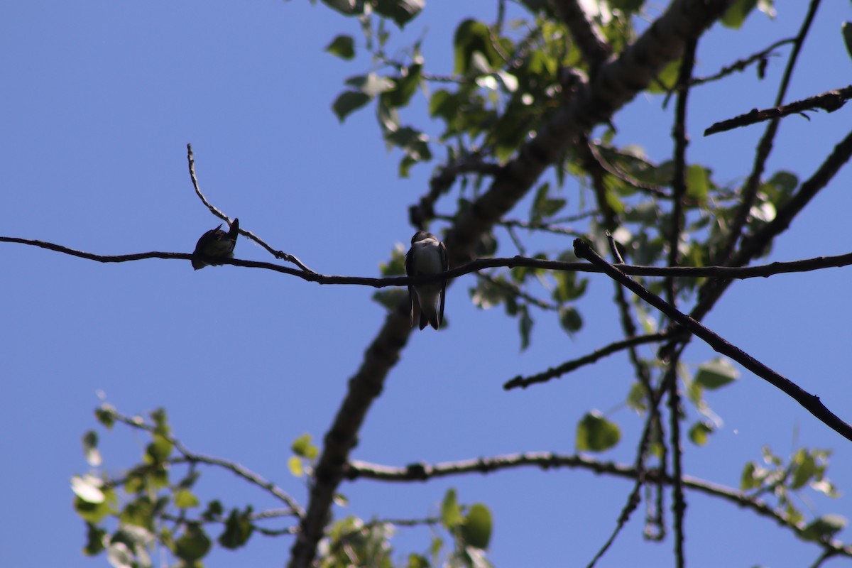 Tree Swallow - ML620826310