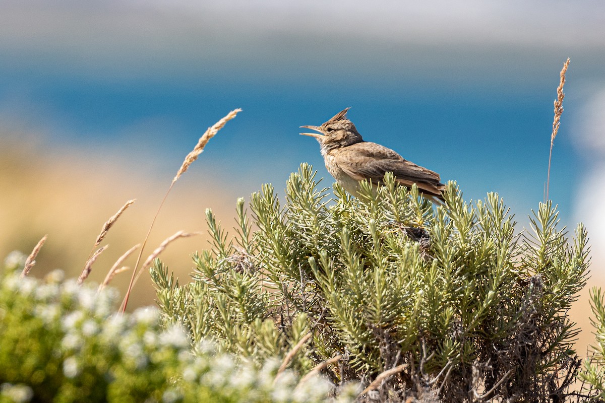 Crested Lark - ML620826311