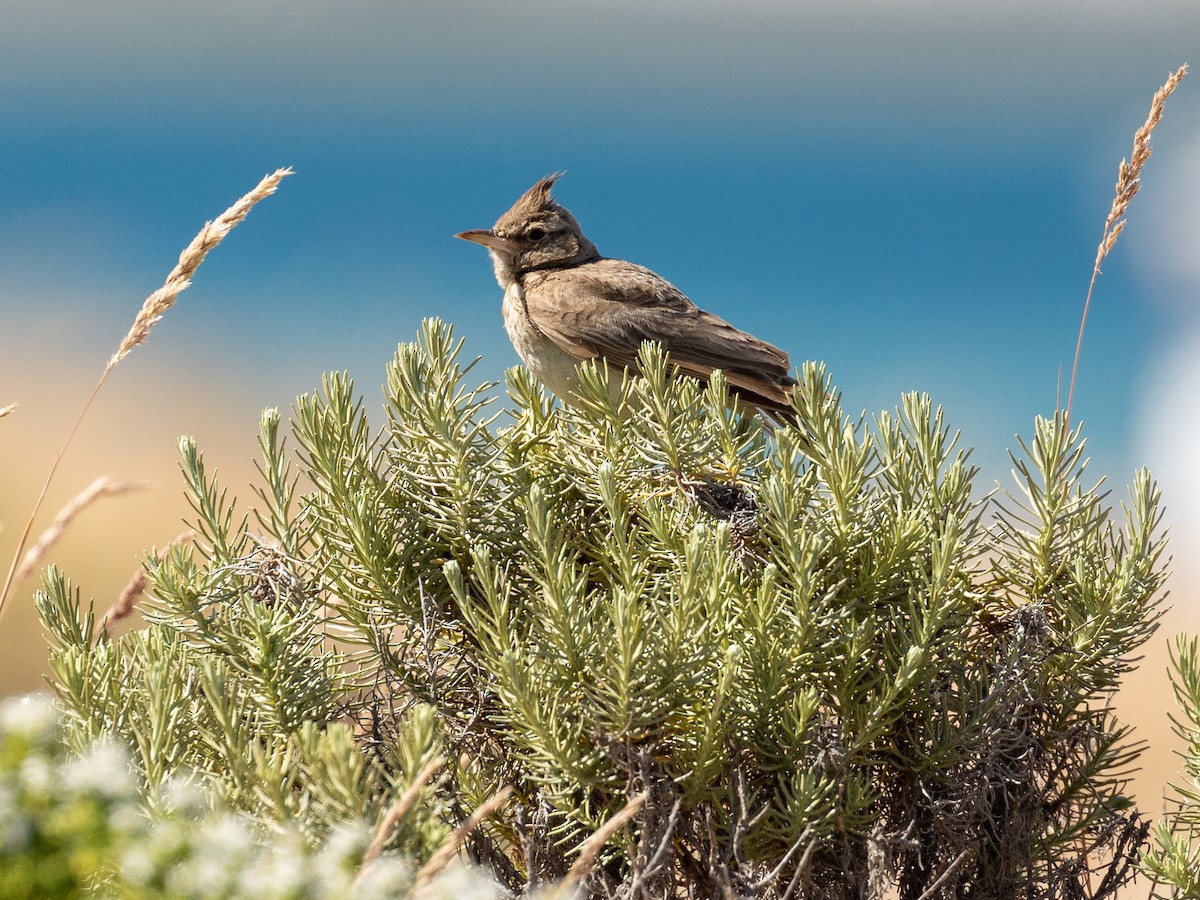 Crested Lark - ML620826312