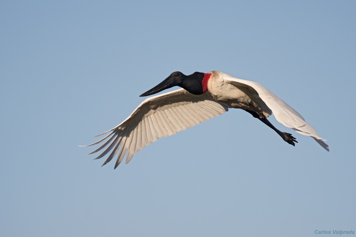 Jabiru - ML620826313