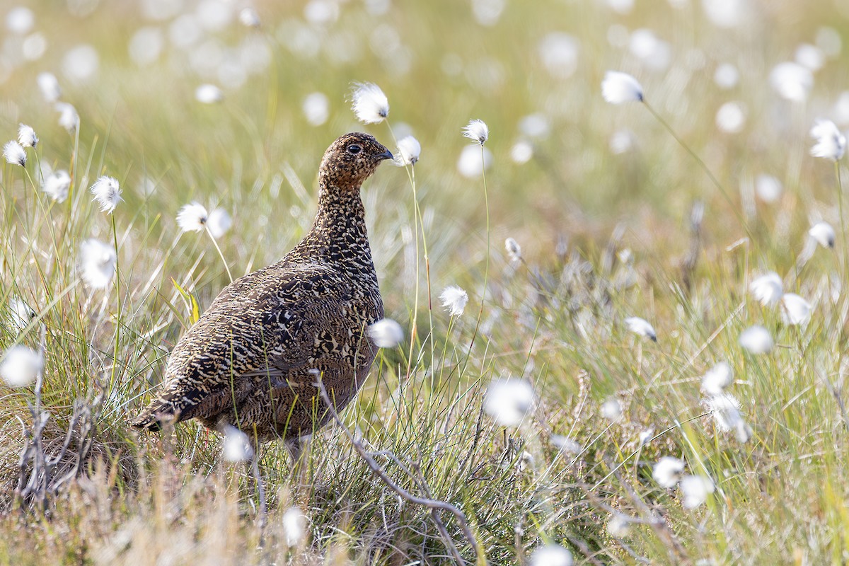 Willow Ptarmigan (Red Grouse) - ML620826315