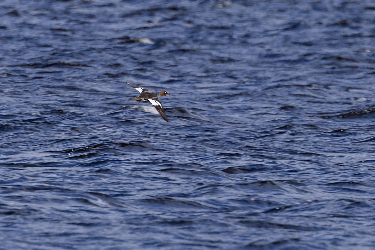 Common Goldeneye - ML620826319