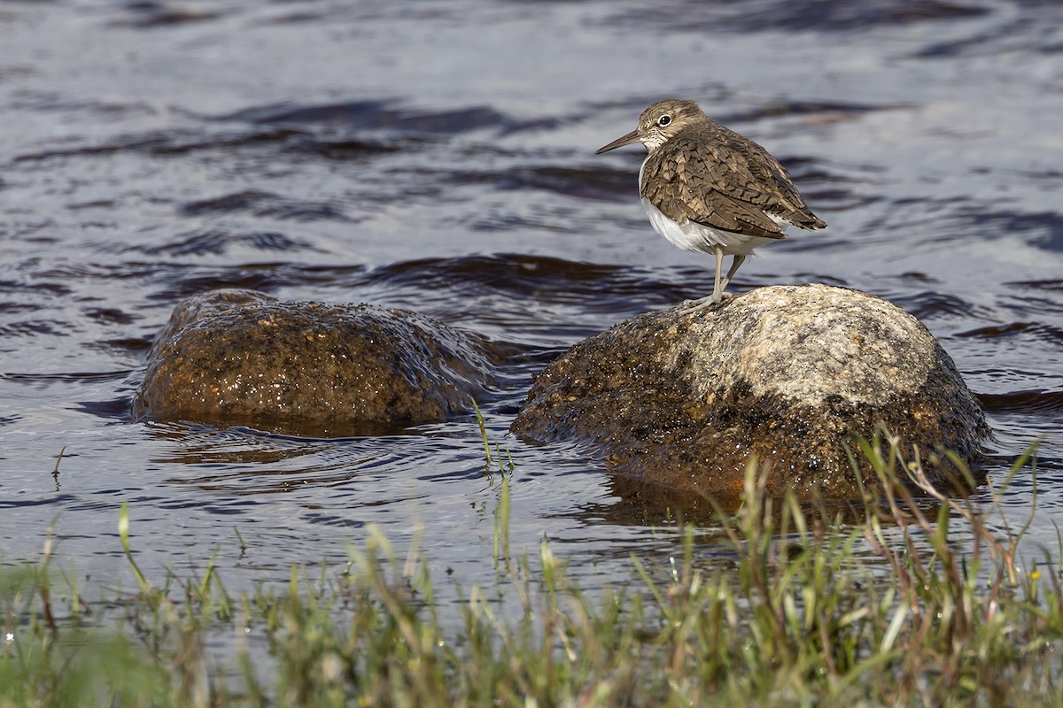 Common Sandpiper - ML620826326