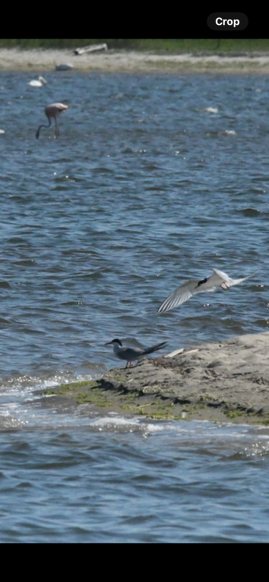 Roseate Tern - ML620826332