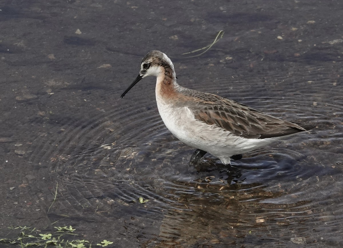 hvithalesvømmesnipe - ML620826333