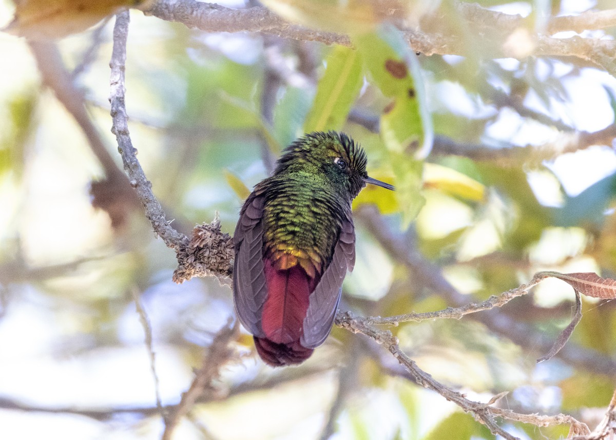 Perija Metaltail - ML620826338