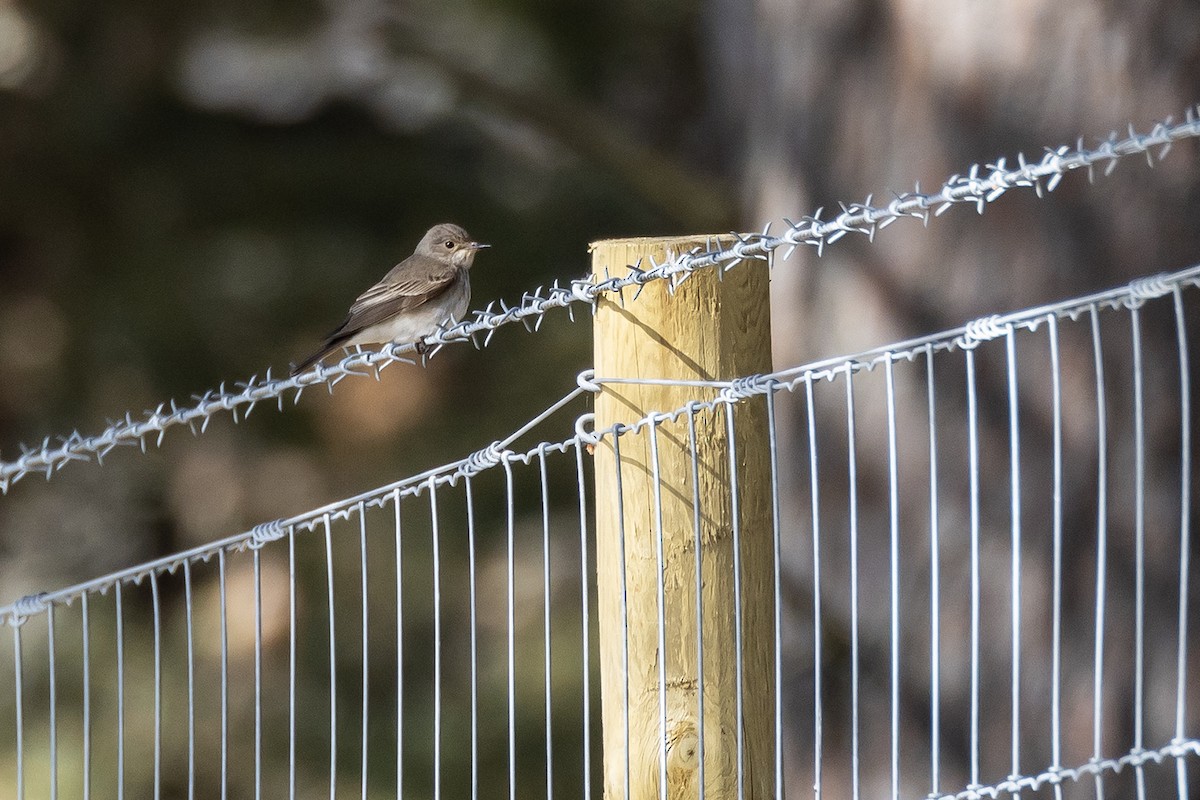 Spotted Flycatcher - ML620826339