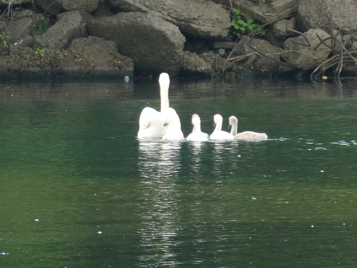 Mute Swan - ML620826343