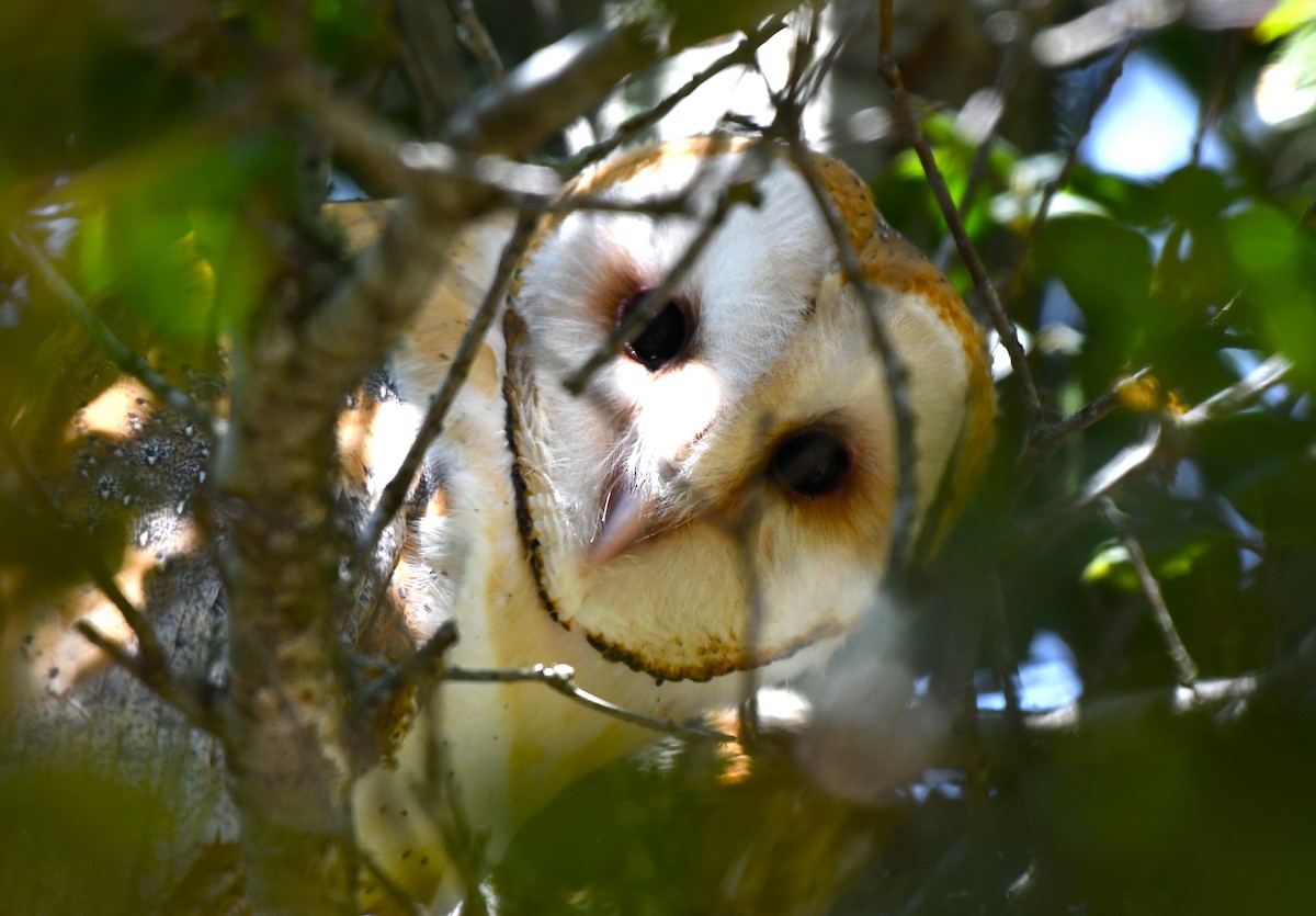 Barn Owl - ML620826350