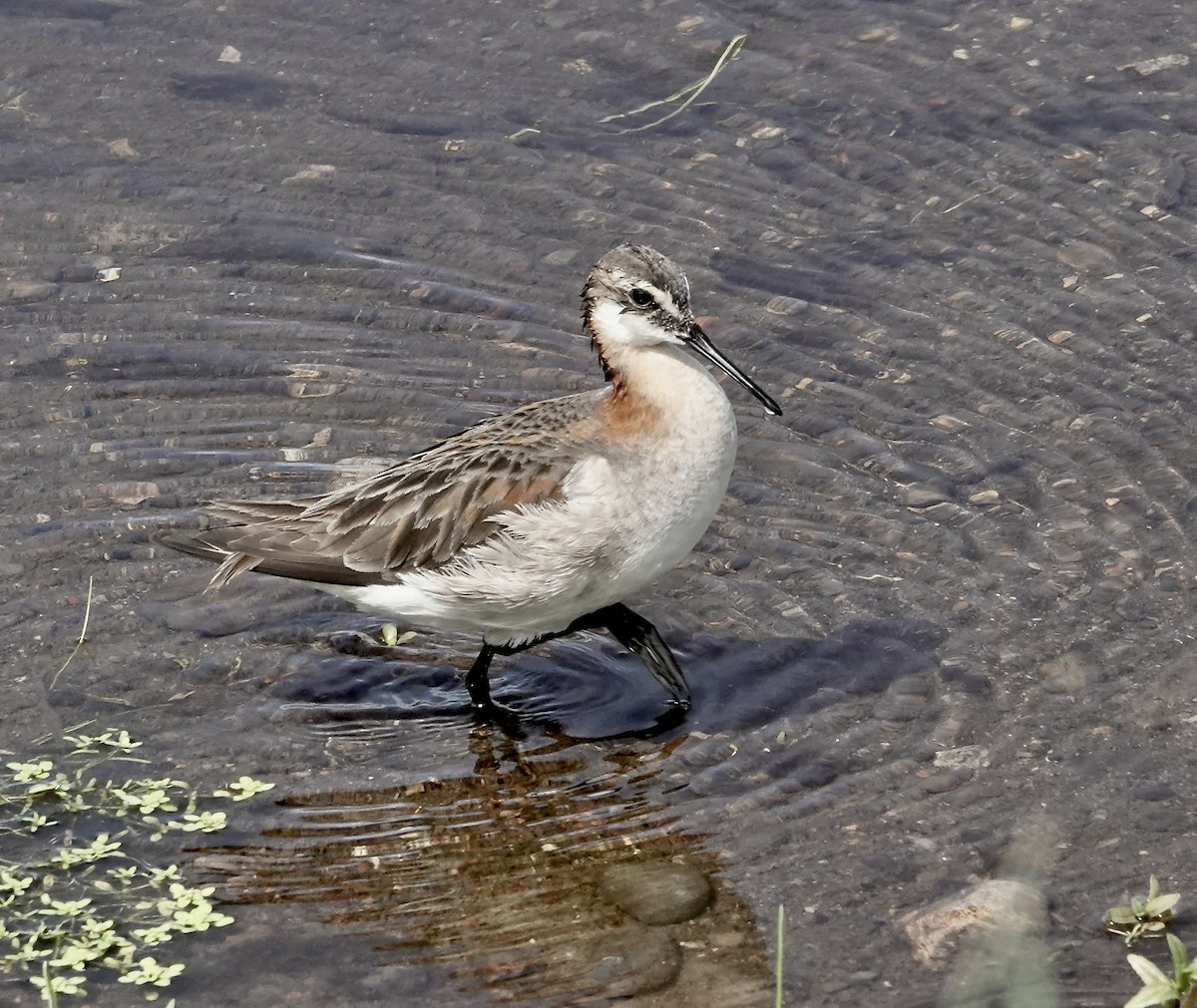 hvithalesvømmesnipe - ML620826354