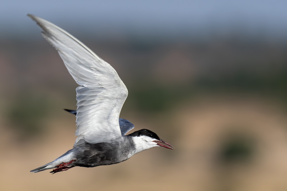 Whiskered Tern - ML620826355