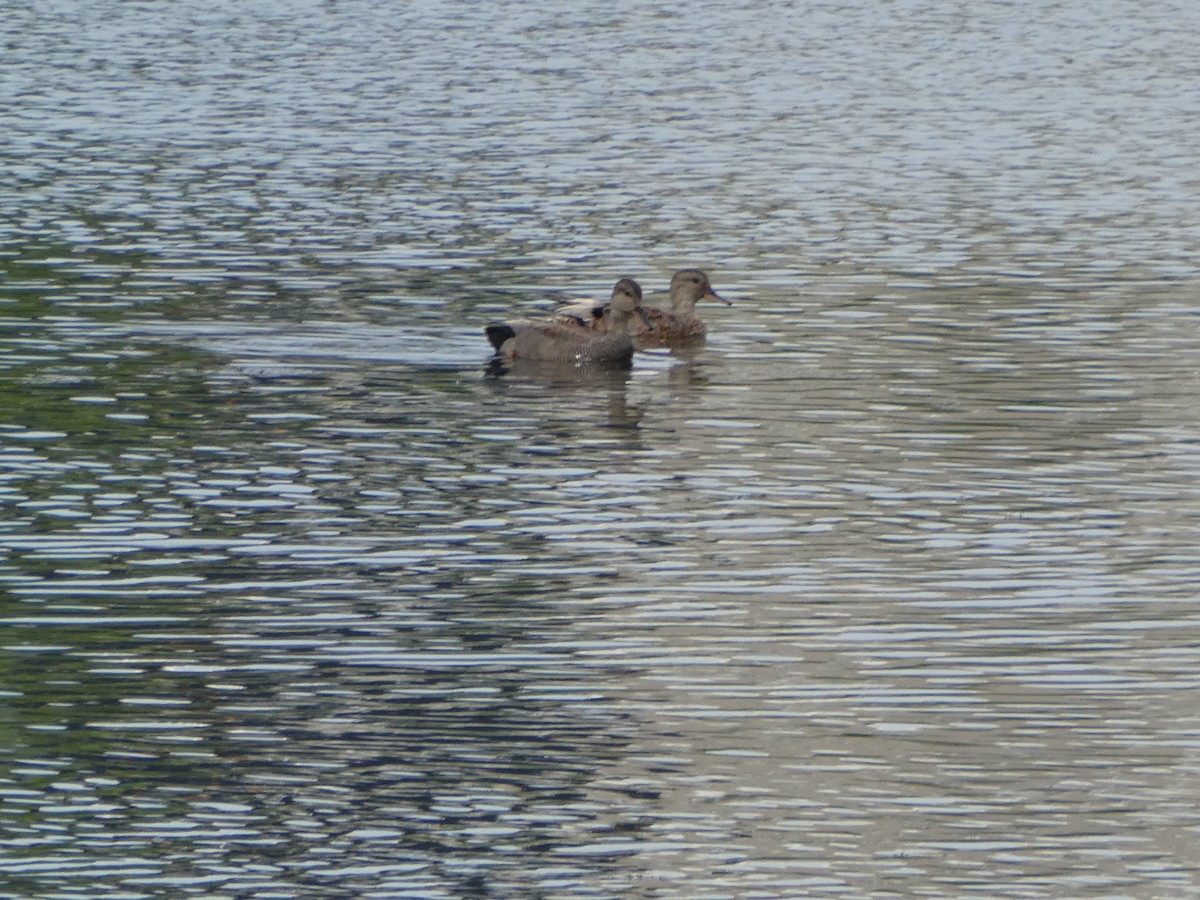 Gadwall - ML620826357