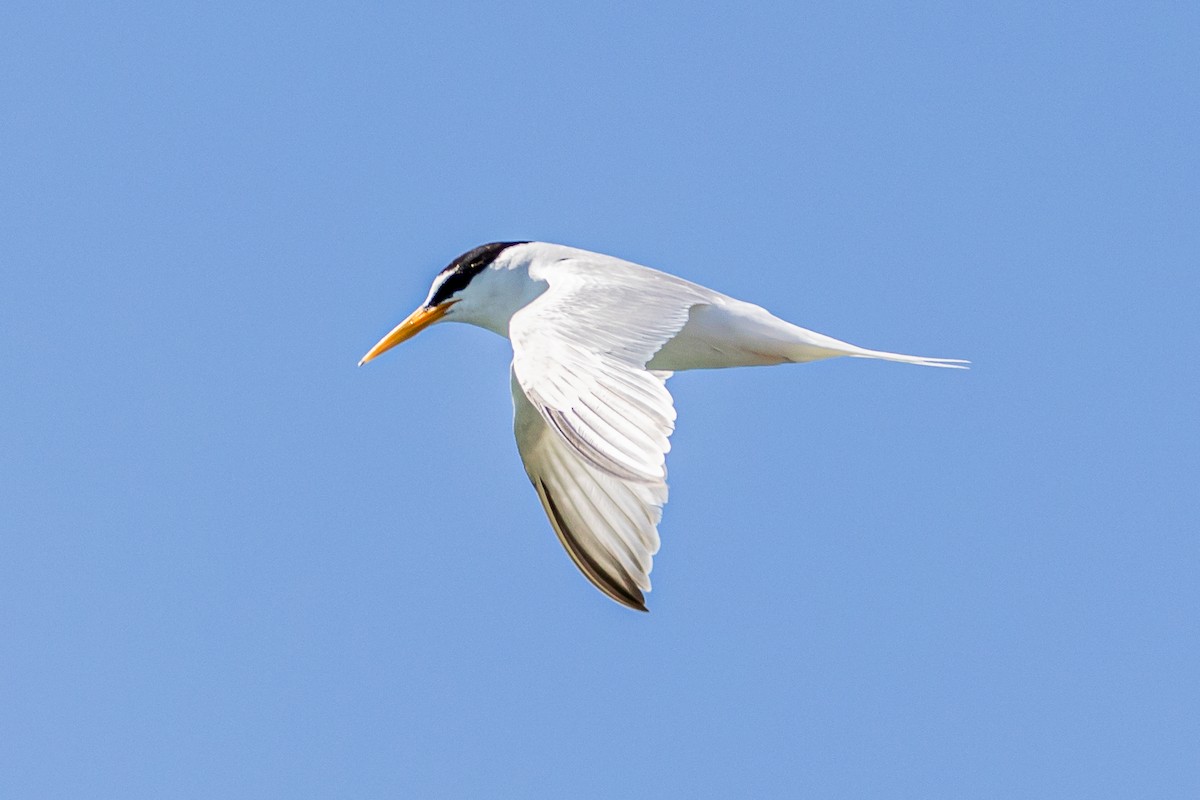 Little Tern - ML620826359