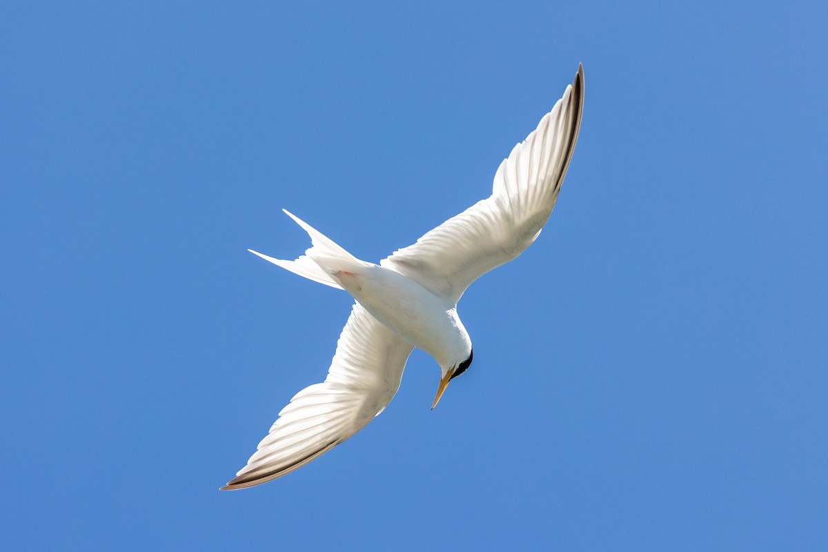 Little Tern - ML620826361