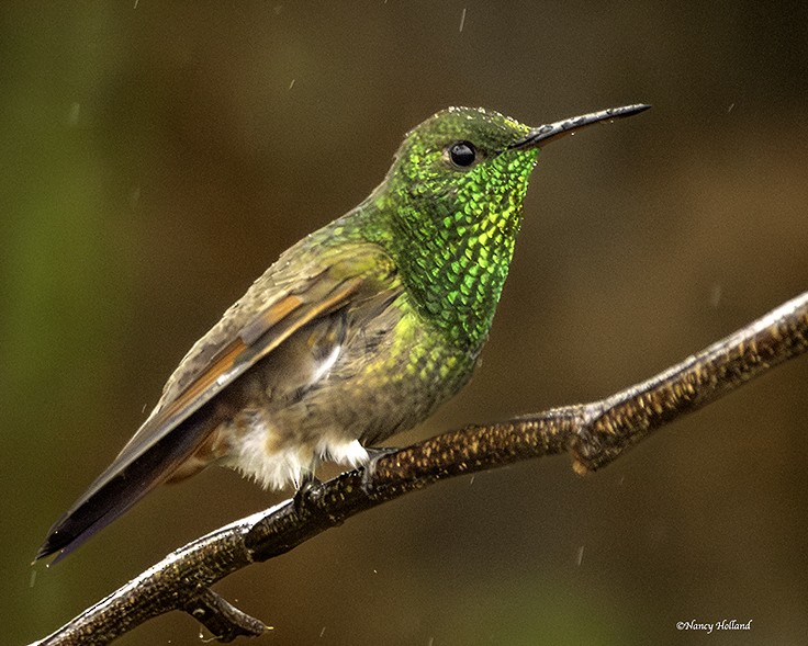 Berylline Hummingbird - ML620826364