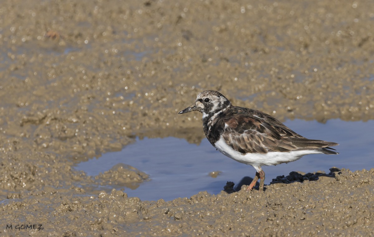 Ruddy Turnstone - ML620826368