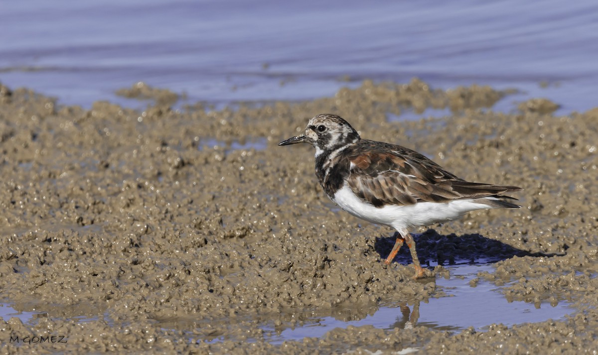 Ruddy Turnstone - ML620826369