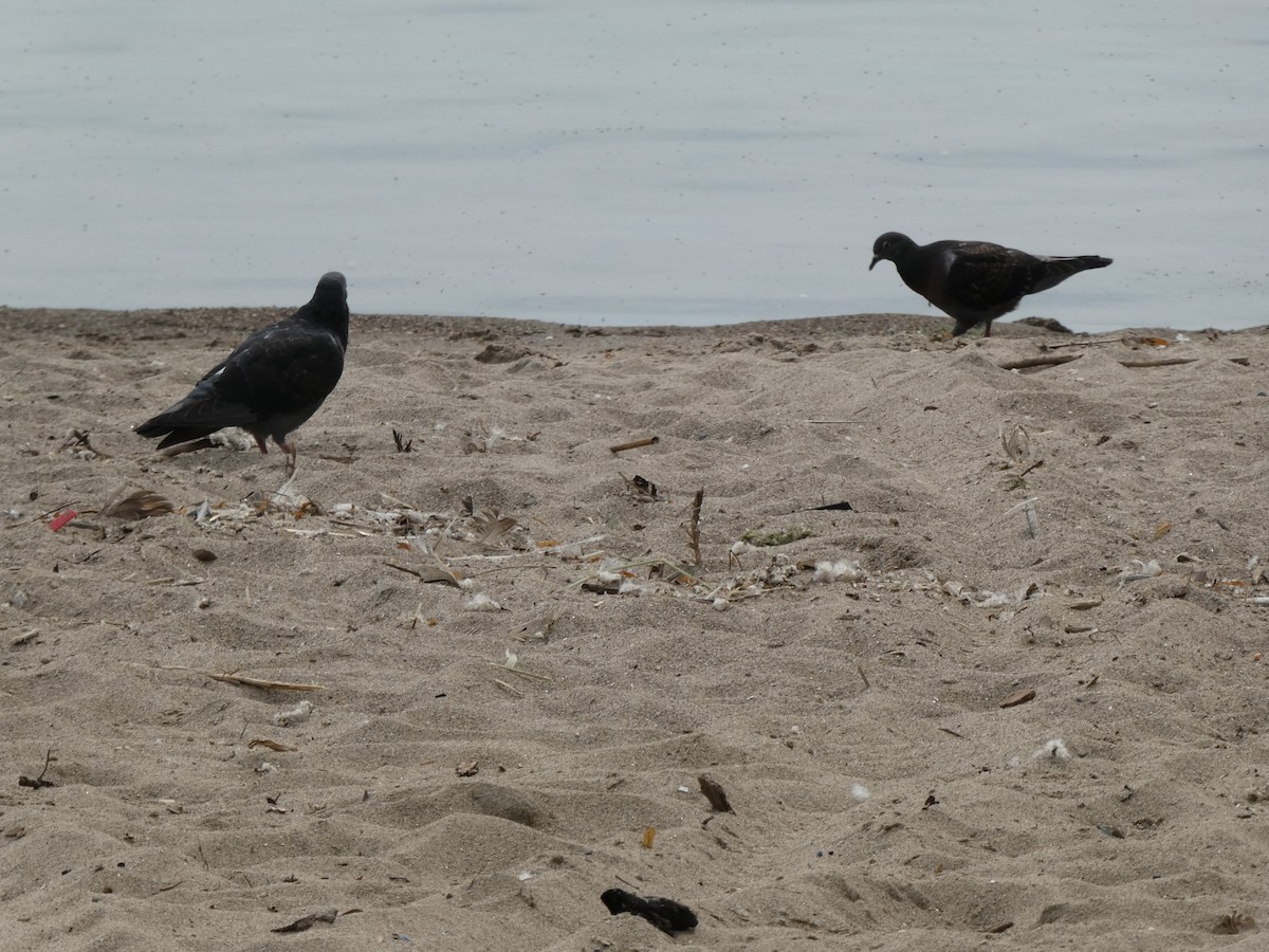 Rock Pigeon (Feral Pigeon) - ML620826371