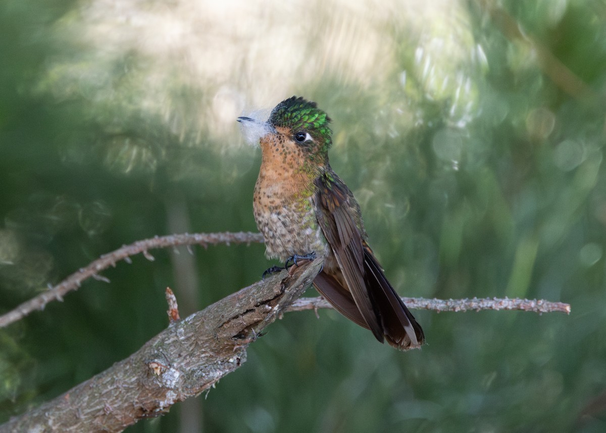 Perija Metaltail - ML620826372