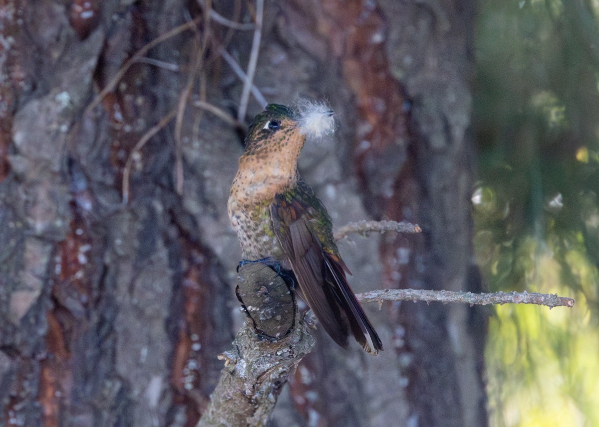 Perija Metaltail - ML620826374