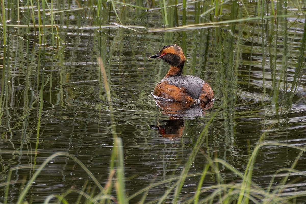 Horned Grebe - ML620826377