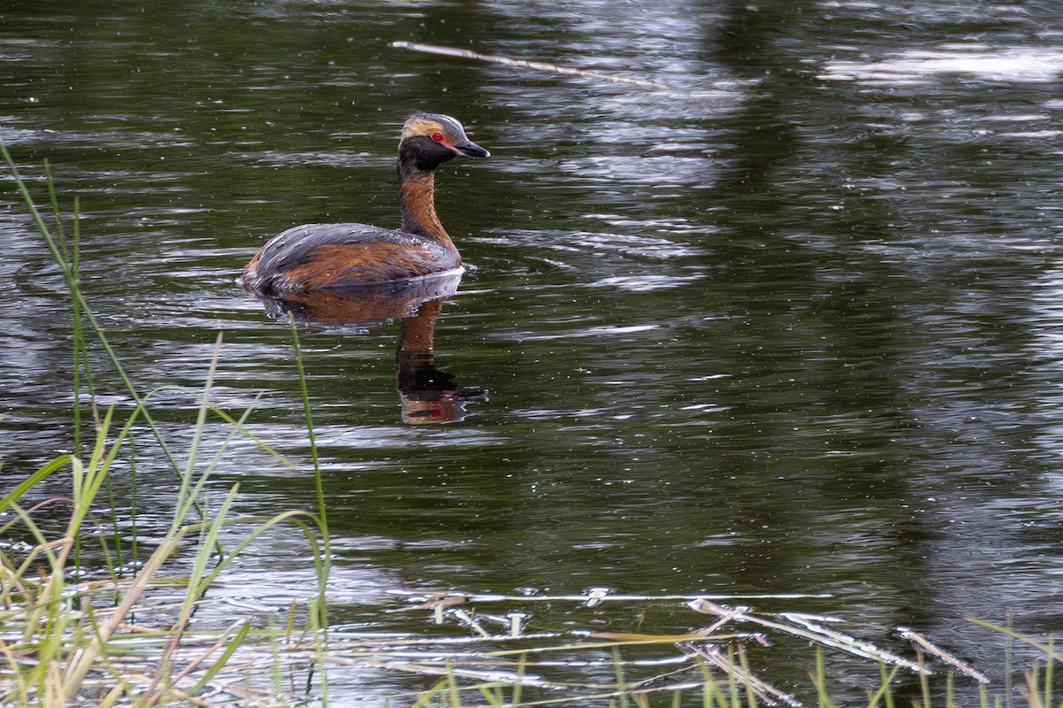 Horned Grebe - Matthew Kwan