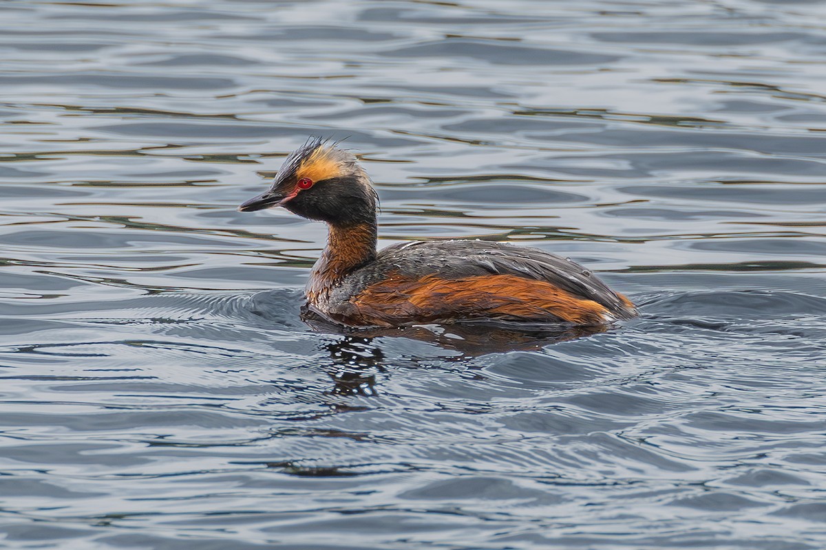 Horned Grebe - ML620826379