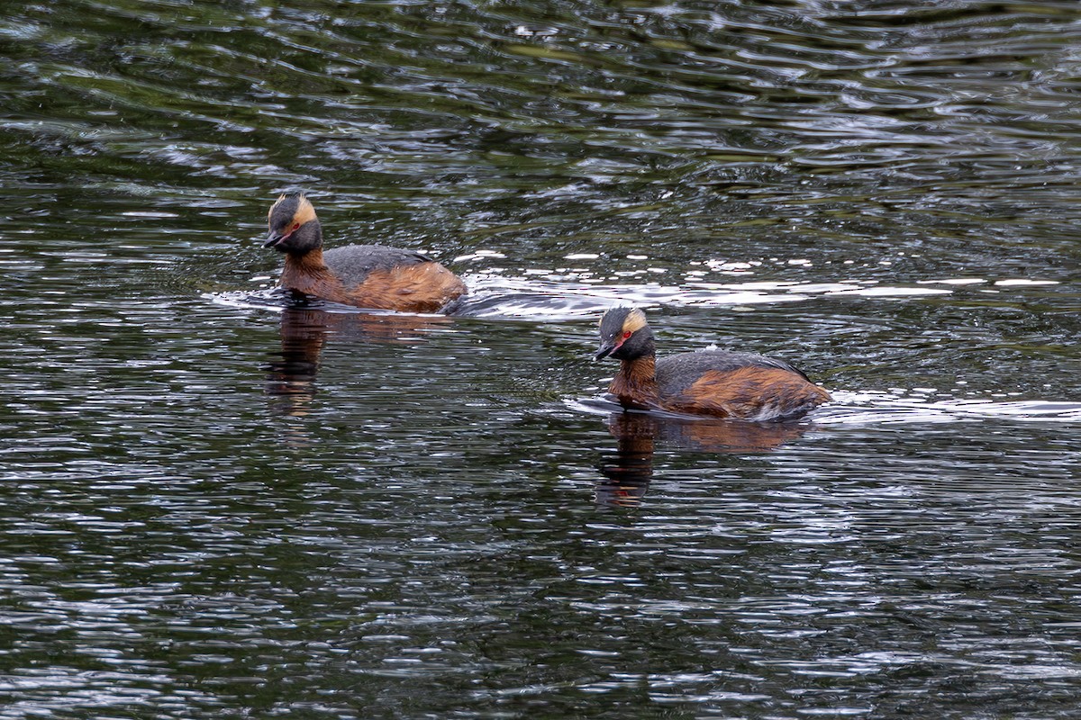 Horned Grebe - ML620826380