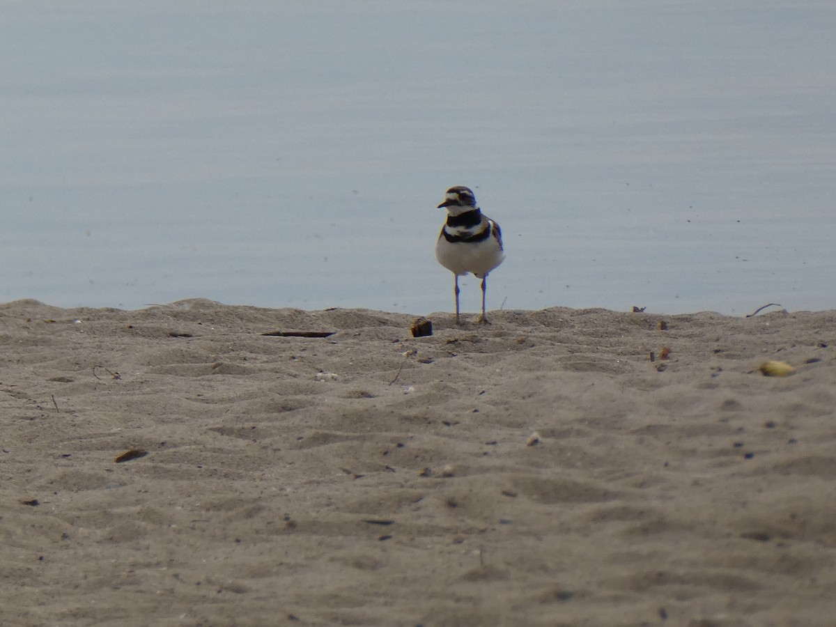 Killdeer - Sharon O'Grady