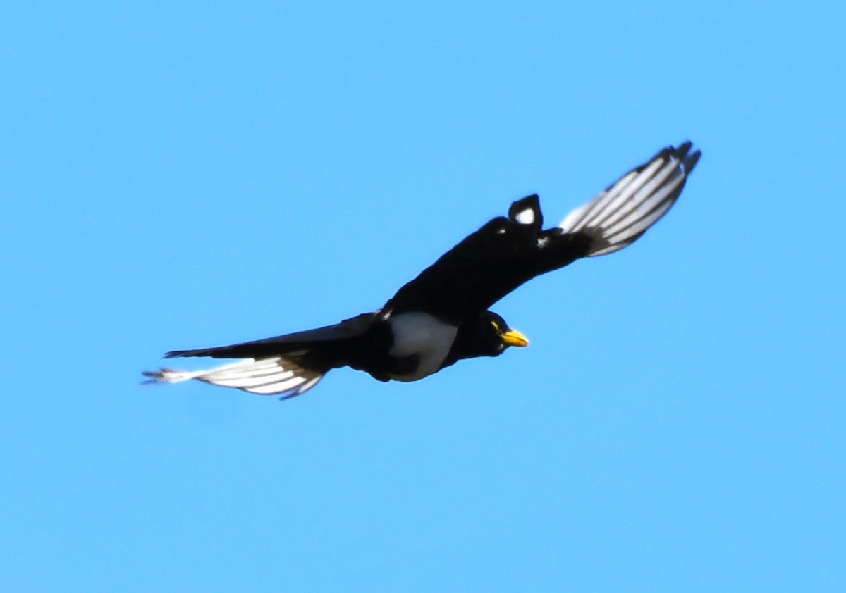 Yellow-billed Magpie - ML620826383