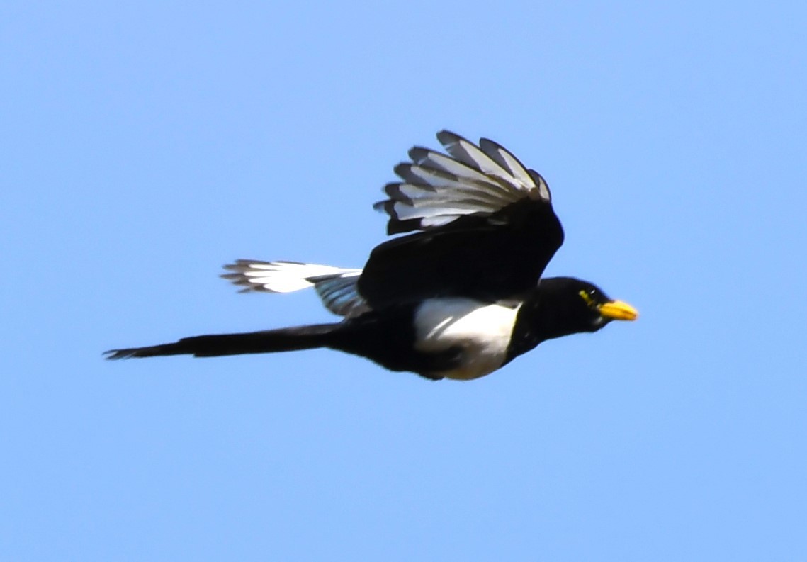 Yellow-billed Magpie - ML620826384