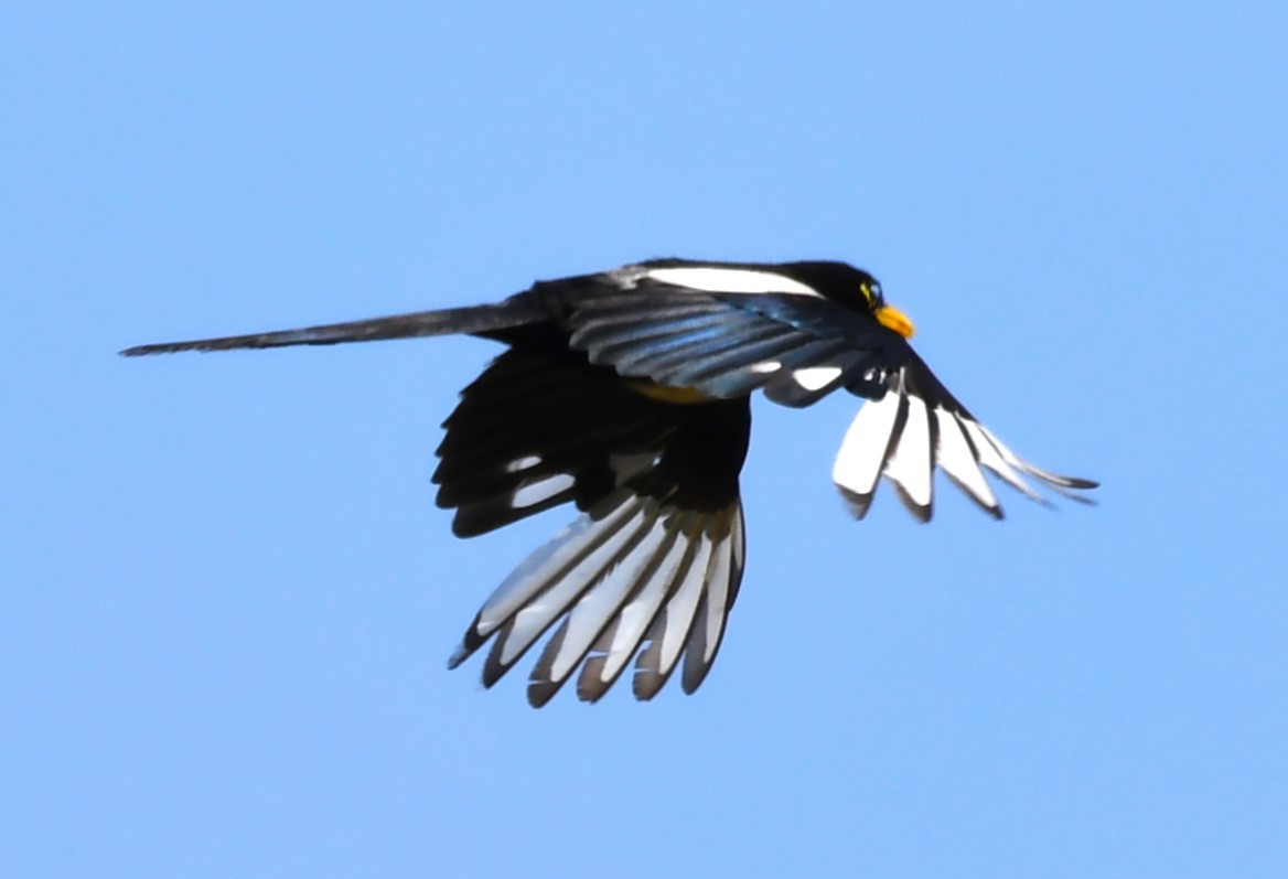 Yellow-billed Magpie - ML620826385