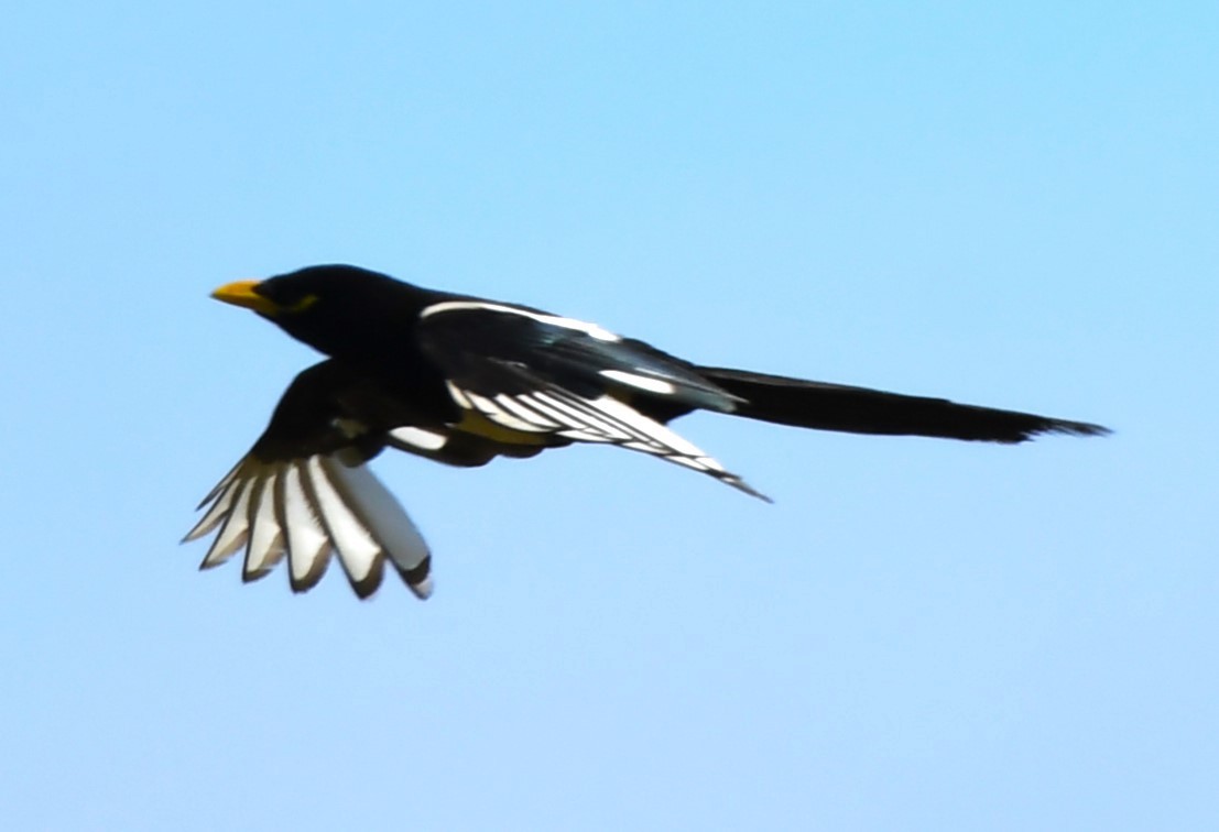 Yellow-billed Magpie - ML620826386