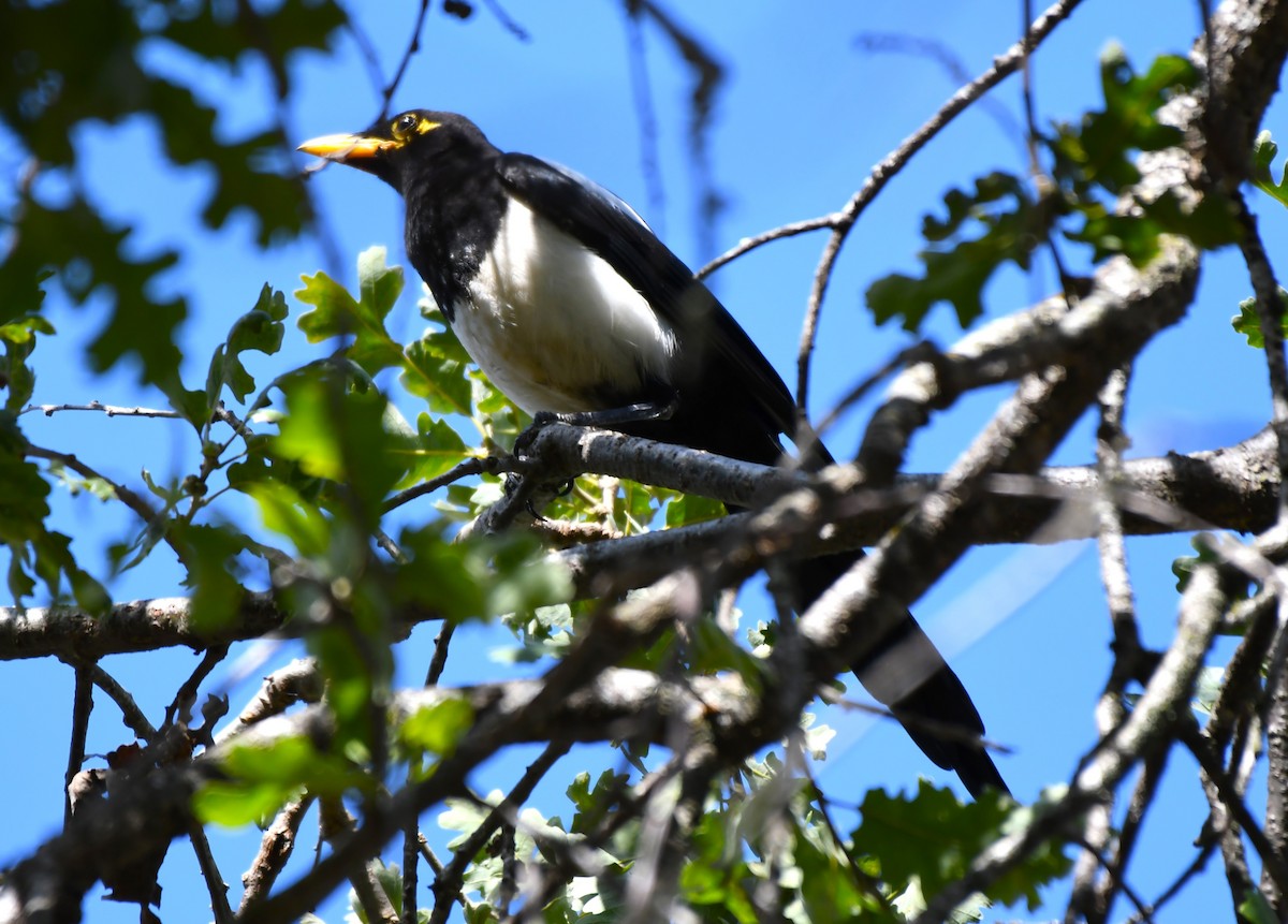 Yellow-billed Magpie - ML620826387