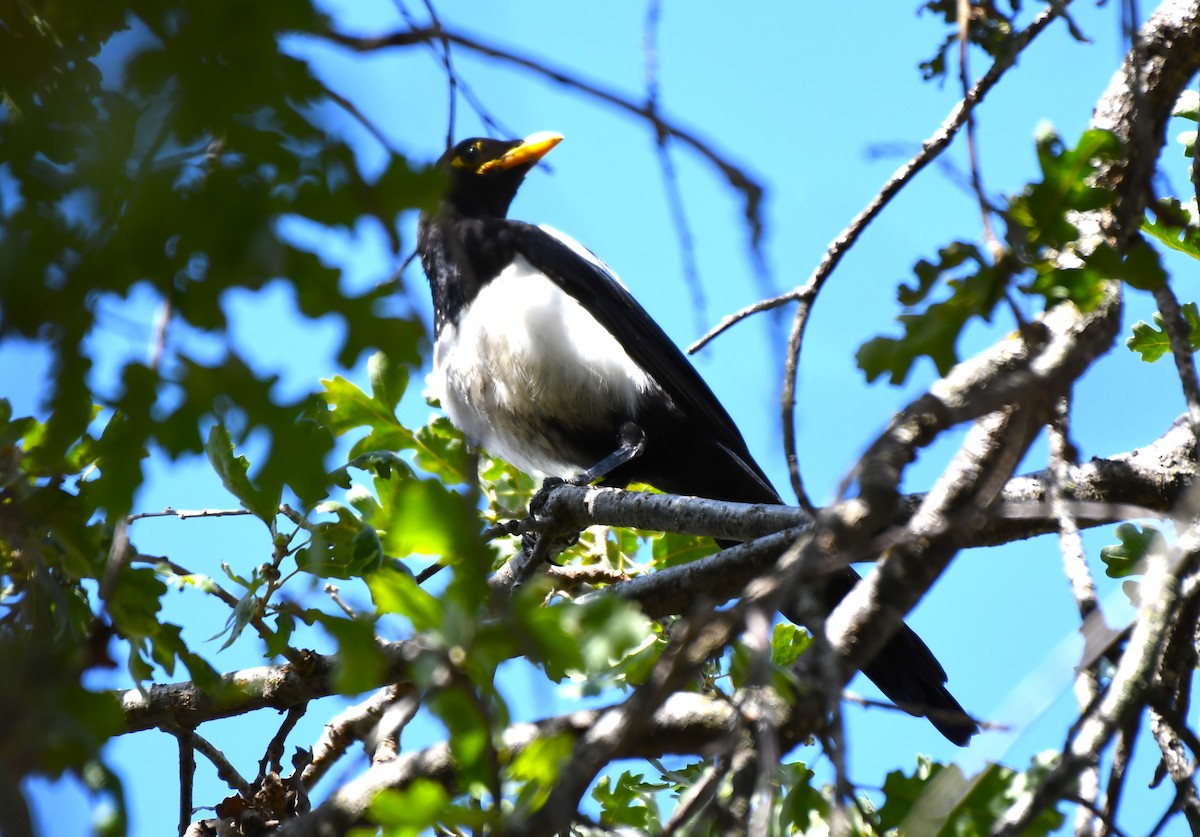 Yellow-billed Magpie - ML620826388