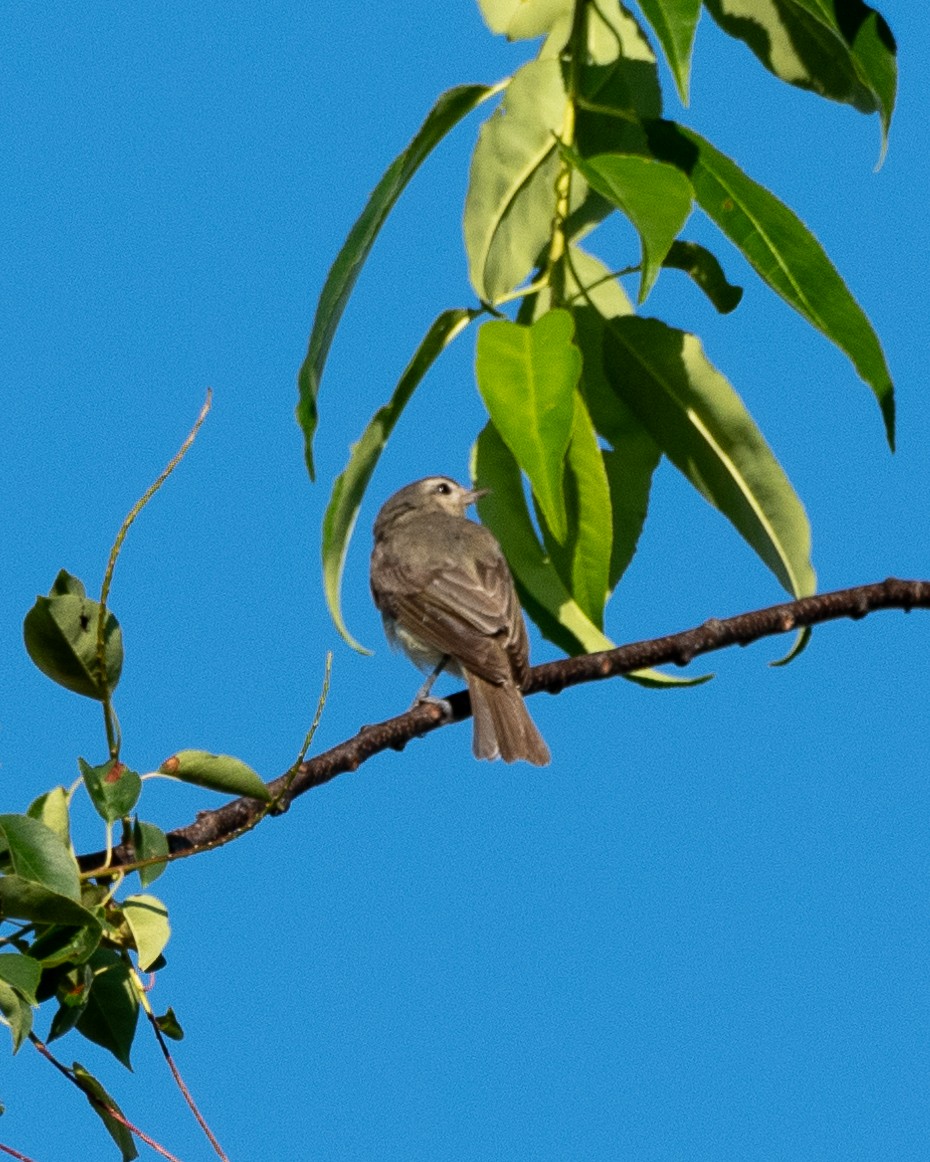 Sängervireo - ML620826393