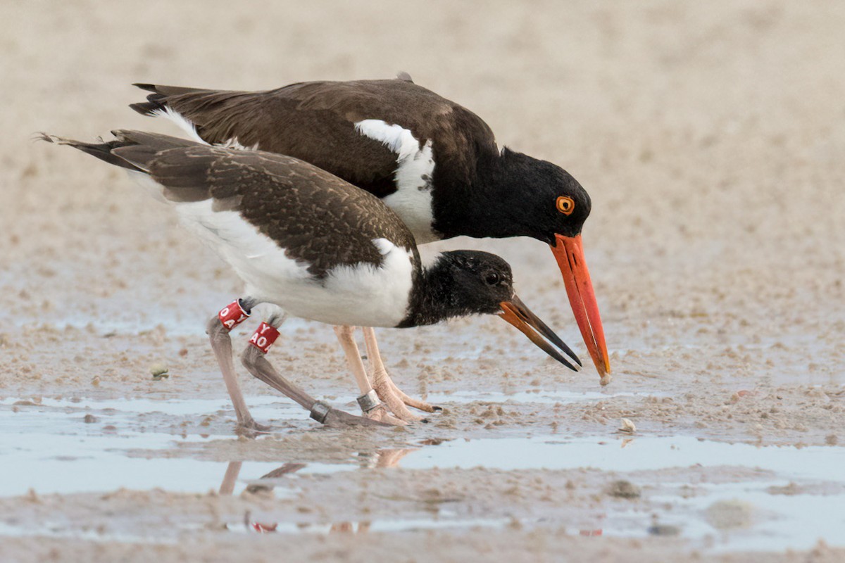 American Oystercatcher - ML620826395