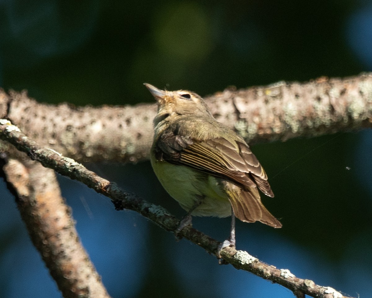 Warbling Vireo - ML620826397