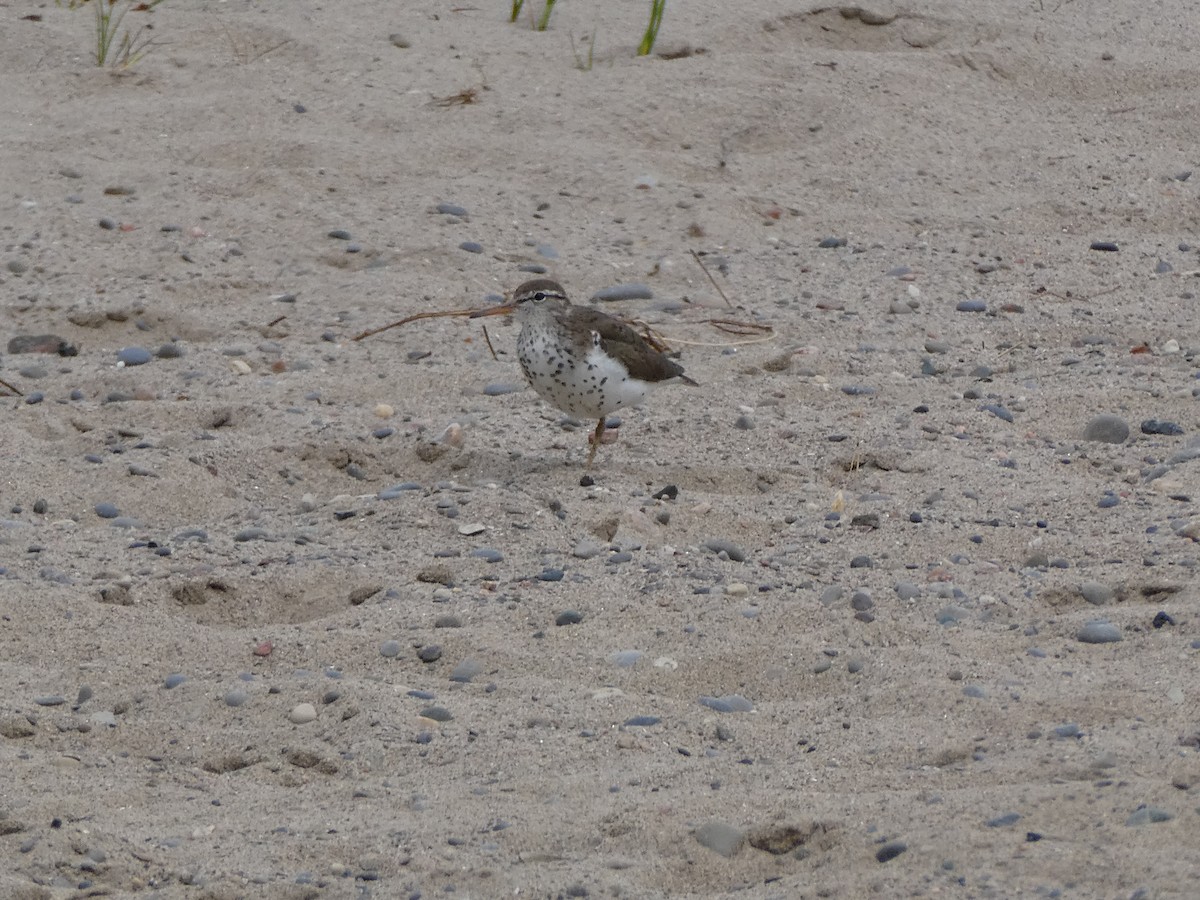 Spotted Sandpiper - ML620826398