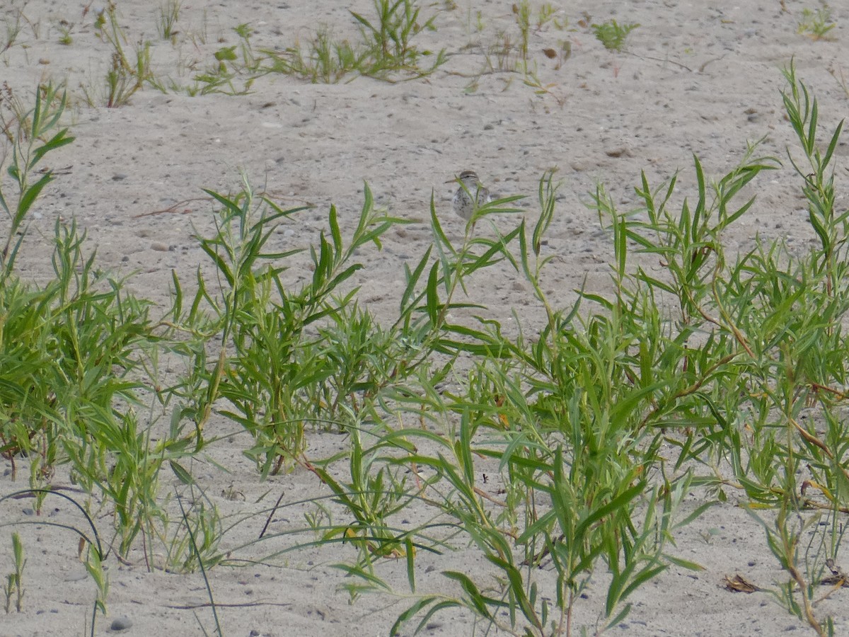 Spotted Sandpiper - ML620826399