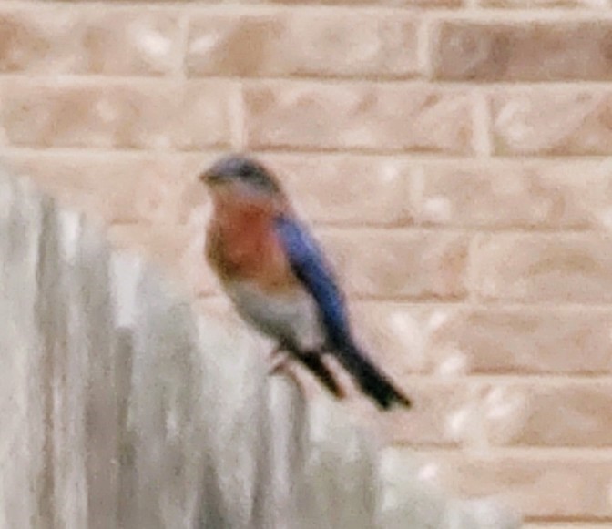 Eastern Bluebird - ML620826402