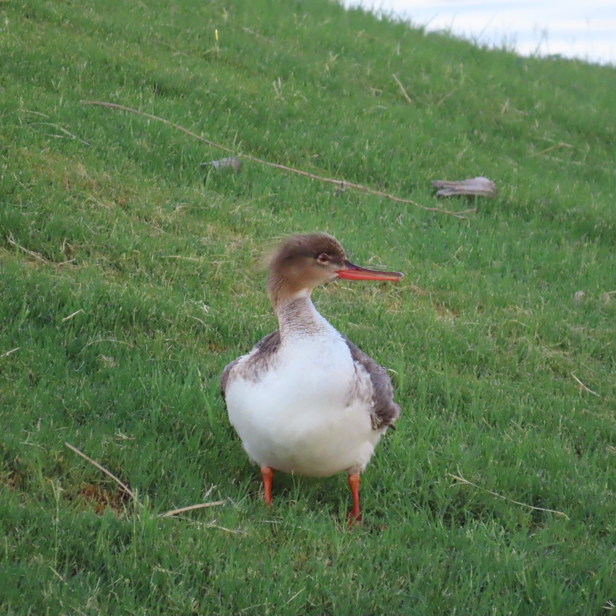 Red-breasted Merganser - ML620826411