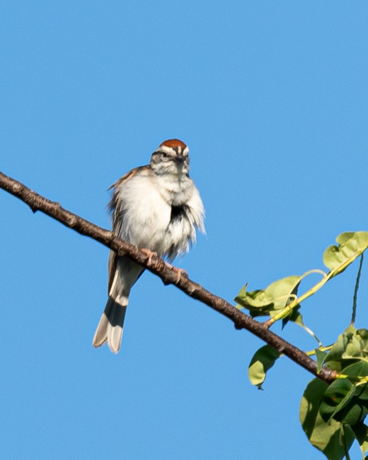 Chipping Sparrow - ML620826413